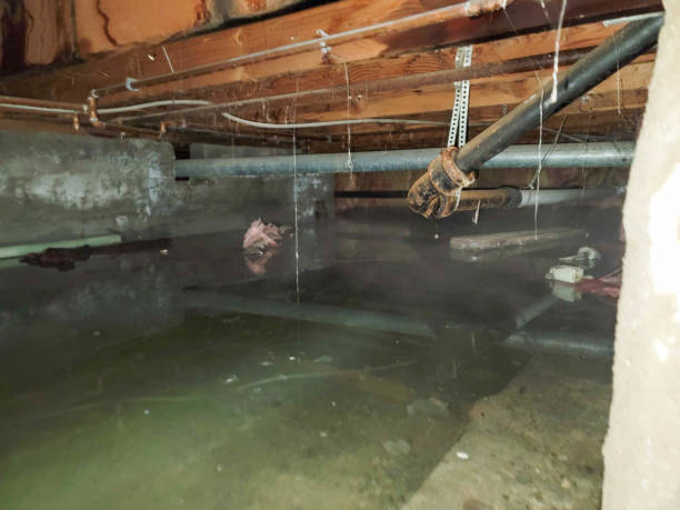Best Water damage contractors near me  in Lake Success, NY